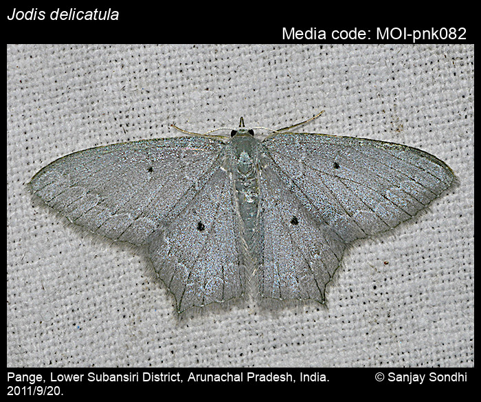 Jodis delicatula warren 1896 moths